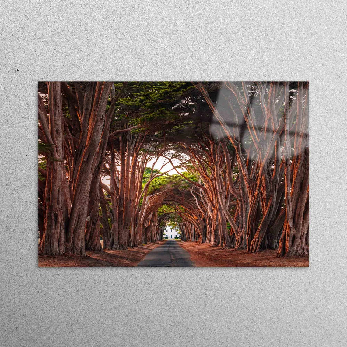 Tree Path California Cypress Acrylic Glass Print Tempered Glass Wall Art 100% Made in Australia Ready to Hang