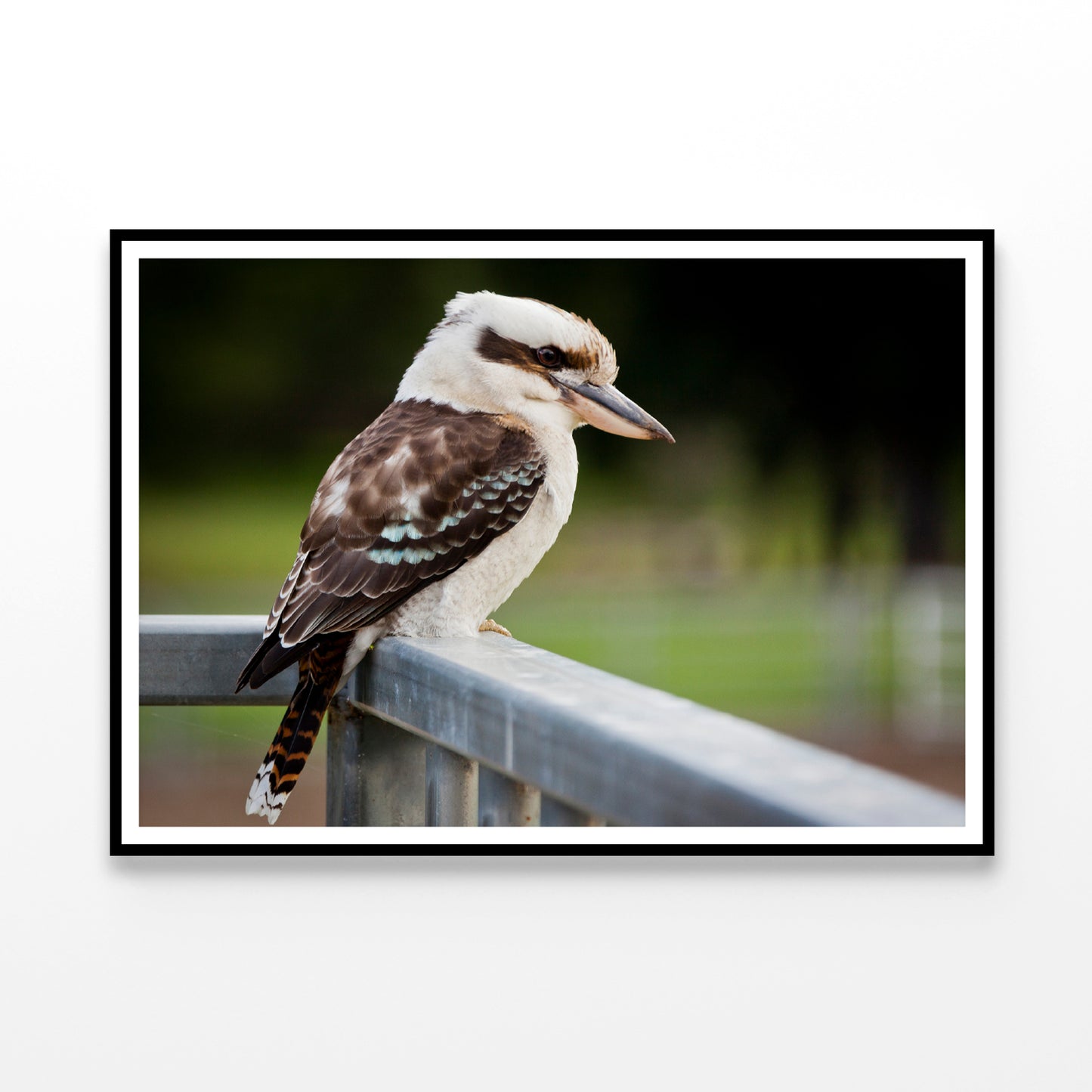 Laughing Kookaburra on Railings Home Decor Premium Quality Poster Print Choose Your Sizes