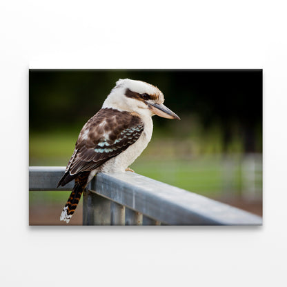Laughing Kookaburra on Railings Print 100% Australian Made - Bella Home Decor