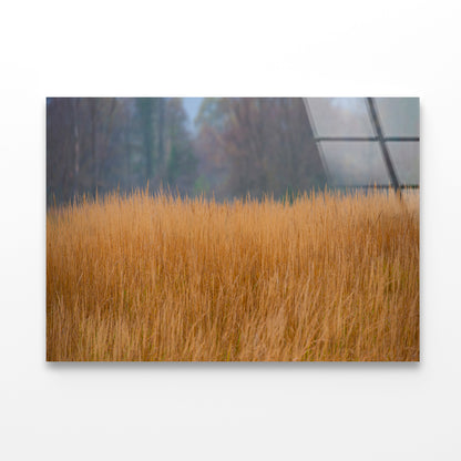 Dry Grass in the Forest in Cloudy Weather Background Acrylic Glass Print Tempered Glass Wall Art 100% Made in Australia Ready to Hang