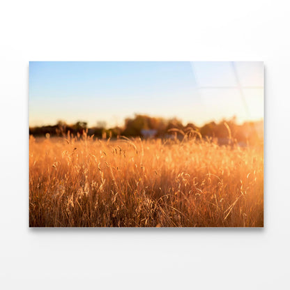 Foxtail Grass Field in the Morning Sun Acrylic Glass Print Tempered Glass Wall Art 100% Made in Australia Ready to Hang