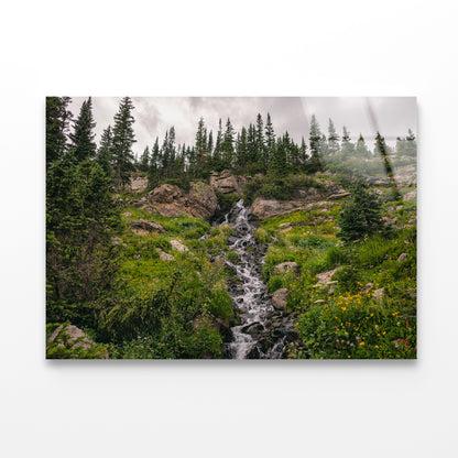 Bunch Of Green Pine Tree on Rocks Acrylic Glass Print Tempered Glass Wall Art 100% Made in Australia Ready to Hang - Bella Home Decor