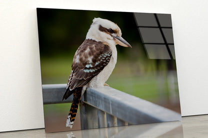 Laughing Kookaburra on Railings Acrylic Glass Print Tempered Glass Wall Art 100% Made in Australia Ready to Hang - Bella Home Decor