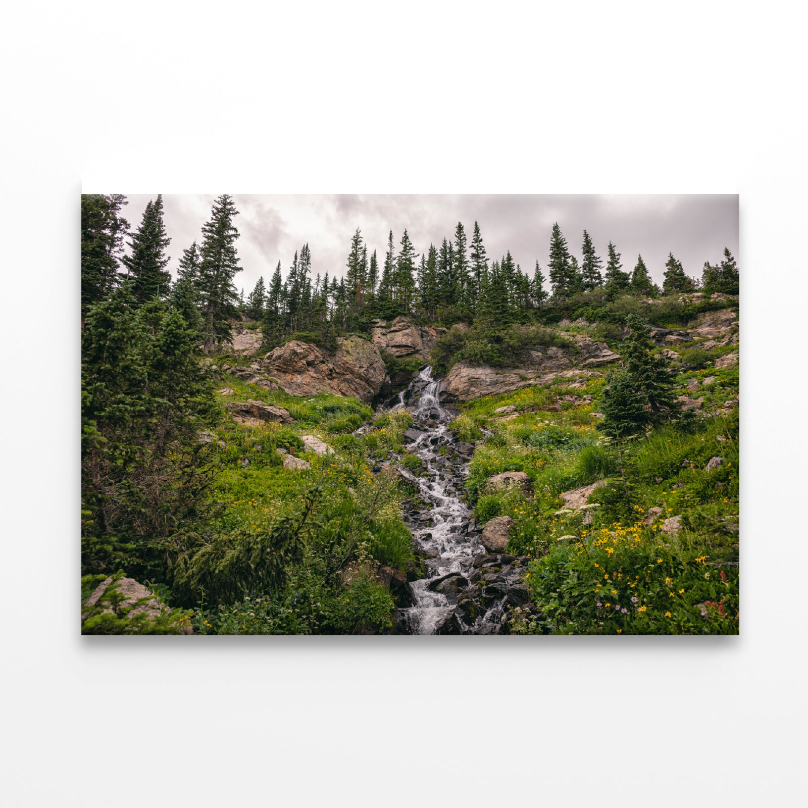 Bunch Of Green Pine Tree on Rocks Print 100% Australian Made - Bella Home Decor