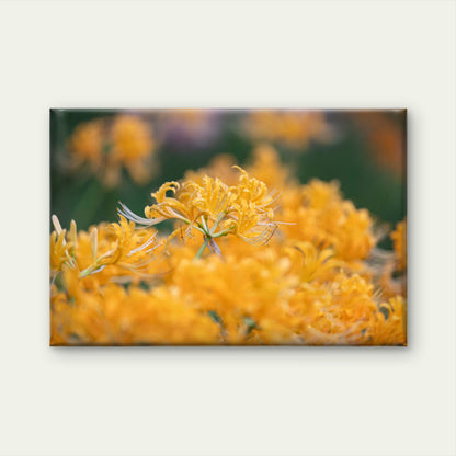 Yellow Spider Lily Flower Floral Wall Art Decor 100% Australian Made