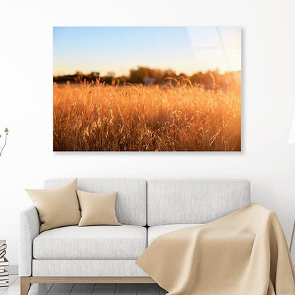 Foxtail Grass Field in the Morning Sun Acrylic Glass Print Tempered Glass Wall Art 100% Made in Australia Ready to Hang