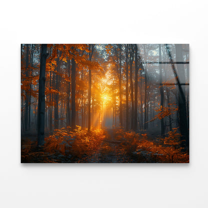 Autumn Forest in the Morning Acrylic Glass Print Tempered Glass Wall Art 100% Made in Australia Ready to Hang - Bella Home Decor