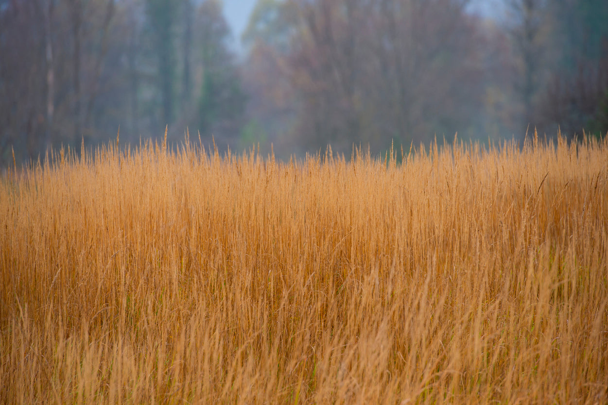 Dry Grass in the Forest in Cloudy Weather Background Home Decor Premium Quality Poster Print Choose Your Sizes