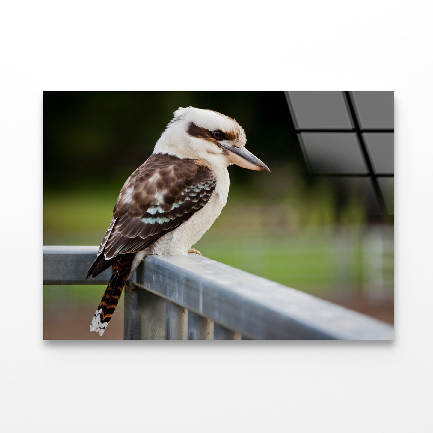 Laughing Kookaburra on Railings Acrylic Glass Print Tempered Glass Wall Art 100% Made in Australia Ready to Hang - Bella Home Decor