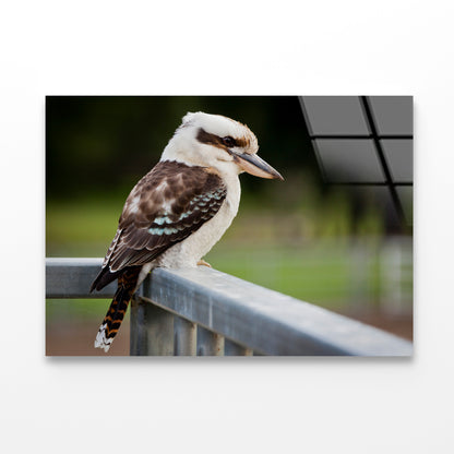 Laughing Kookaburra on Railings Acrylic Glass Print Tempered Glass Wall Art 100% Made in Australia Ready to Hang - Bella Home Decor
