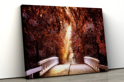 Autumn Forest orange trees with path UV Direct Aluminum Print Australian Made Quality