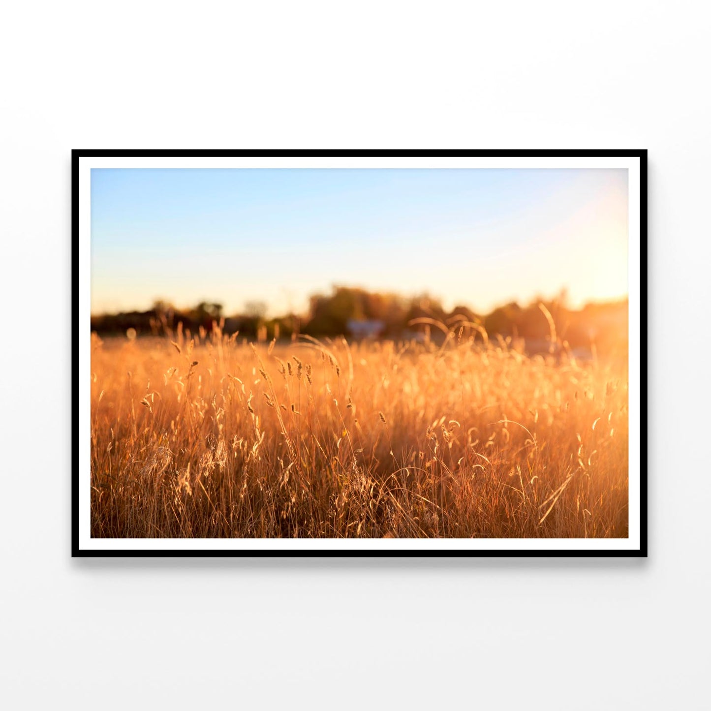 Foxtail Grass Field in the Morning Sun Home Decor Premium Quality Poster Print Choose Your Sizes