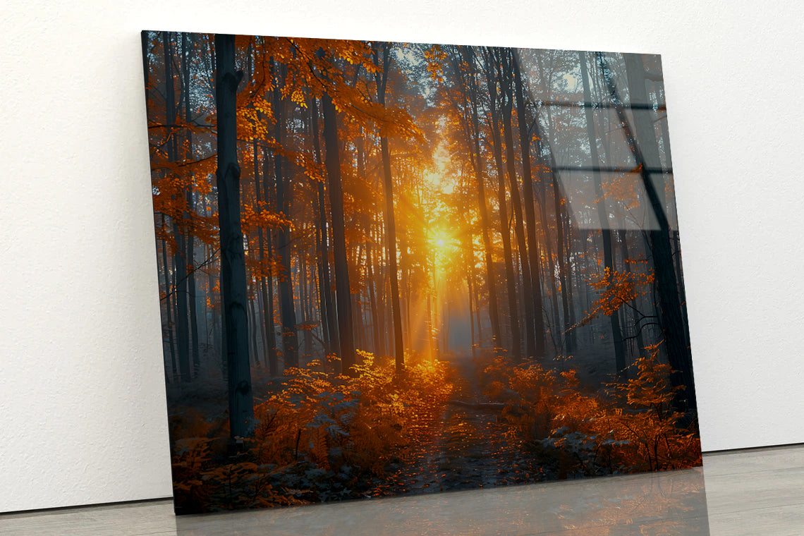 Autumn Forest in the Morning Acrylic Glass Print Tempered Glass Wall Art 100% Made in Australia Ready to Hang - Bella Home Decor