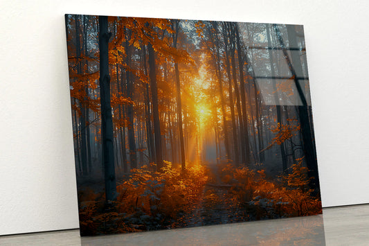 Autumn Forest in the Morning Acrylic Glass Print Tempered Glass Wall Art 100% Made in Australia Ready to Hang - Bella Home Decor