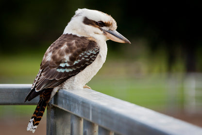 Laughing Kookaburra on Railings Home Decor Premium Quality Poster Print Choose Your Sizes