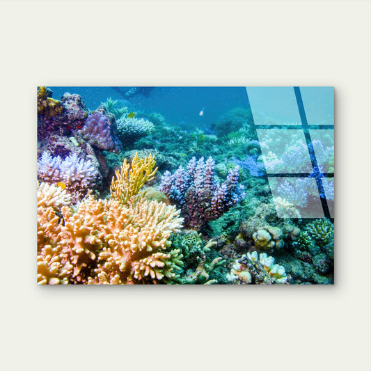 Colorful Deep Sea Coral Reef Scene Acrylic Glass Printing Wall Art Australian Made Quality