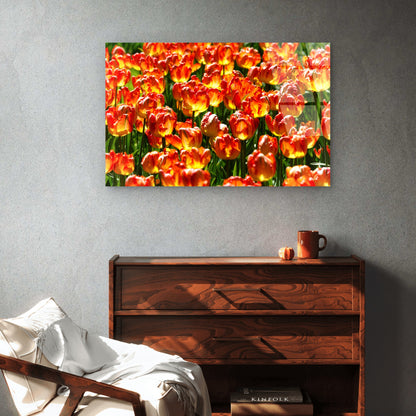 Vibrant Field Of Red And Yellow Tulips Spring Floral Landscape Acrylic Glass Printing Wall Art Australian Made Quality