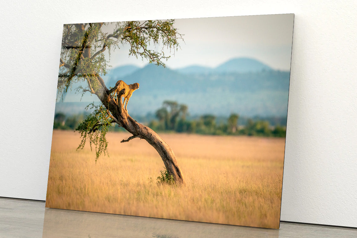 Cheetah Stands On Twisted Tree in Grassland Acrylic Glass Print Tempered Glass Wall Art 100% Made in Australia Ready to Hang