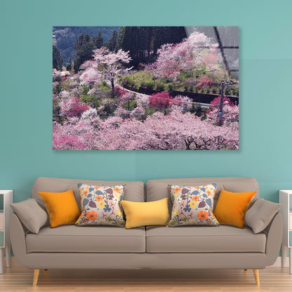 Beautiful Cherry Blossom in Japan Acrylic Glass Print Tempered Glass Wall Art 100% Made in Australia Ready to Hang - Bella Home Decor