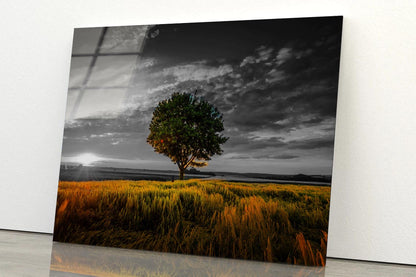 B&W Tree with Sunset Meadow Acrylic Glass Print Tempered Glass Wall Art 100% Made in Australia Ready to Hang