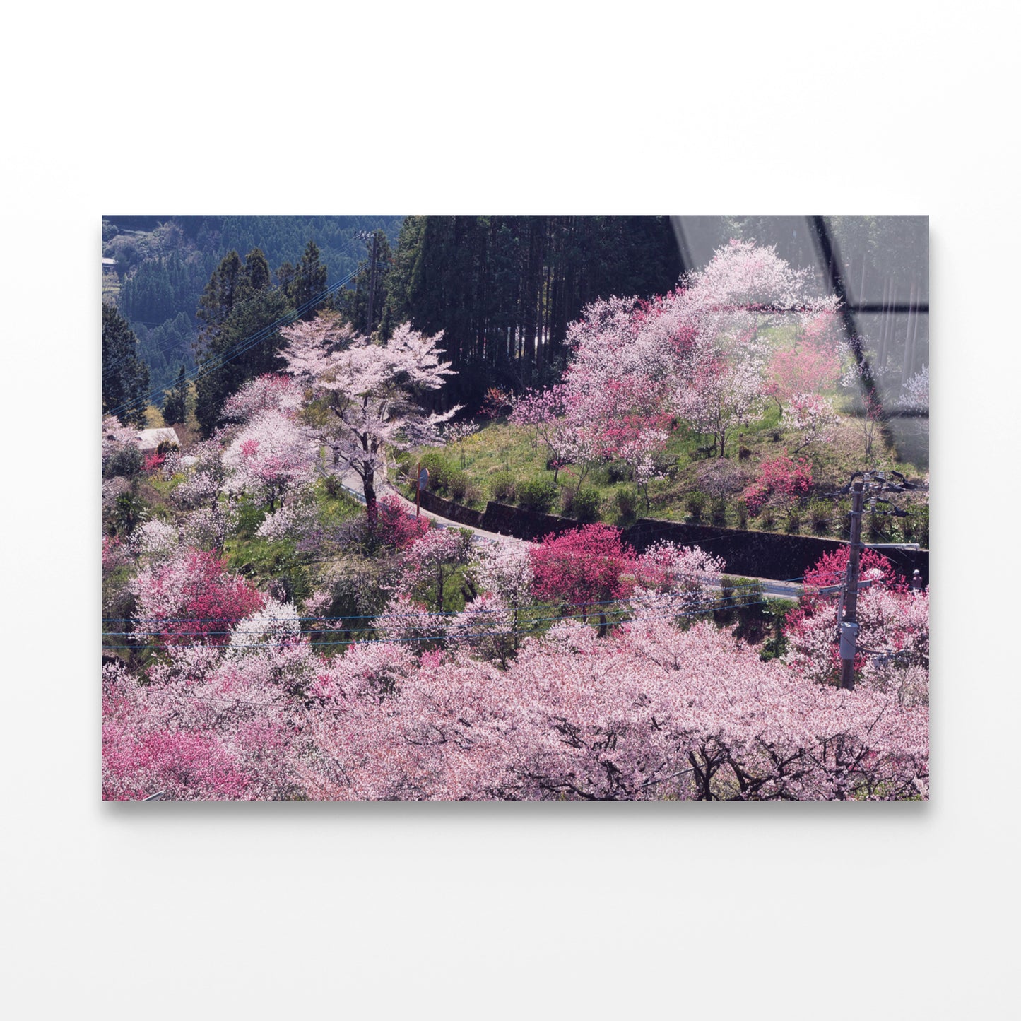 Beautiful Cherry Blossom in Japan Acrylic Glass Print Tempered Glass Wall Art 100% Made in Australia Ready to Hang - Bella Home Decor