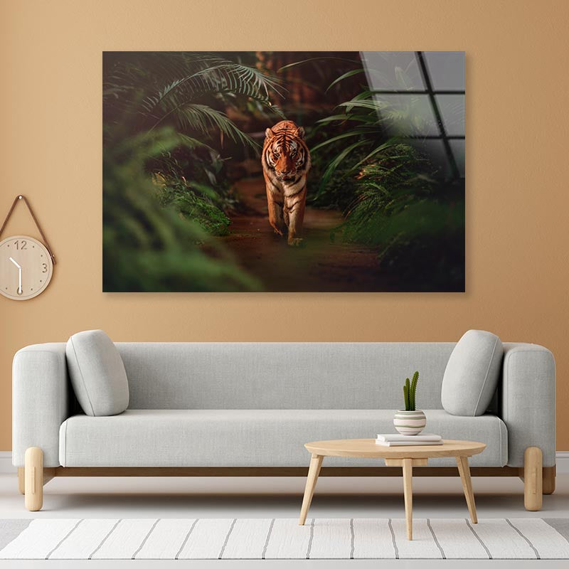 Tiger Prowling Through Dense Jungle Foliage  Acrylic Glass Print Tempered Glass Wall Art 100% Made in Australia Ready to Hang