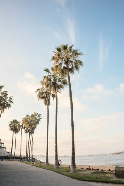 Palm Trees near Beach with Blue Sky Photograph Glass Framed Wall Art, Ready to Hang Quality Print