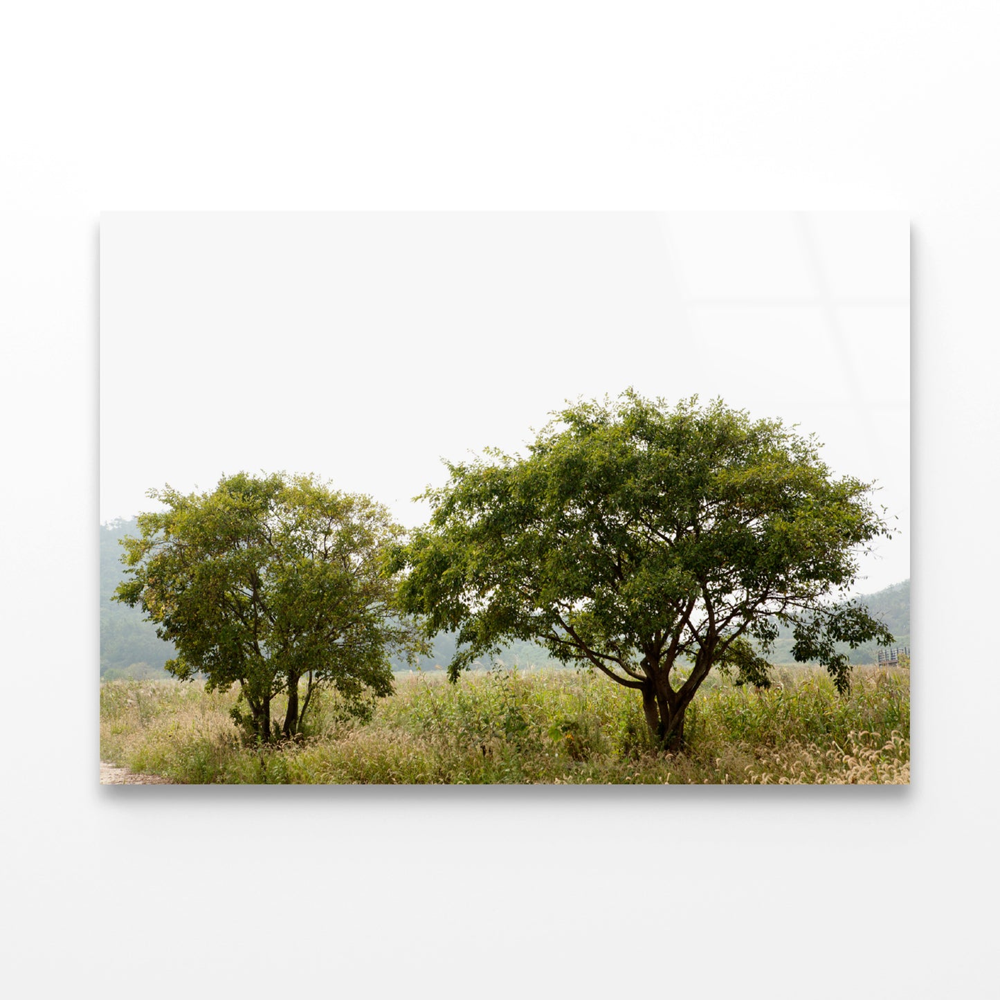 A Couple of Trees in the Grasslands under Sky Acrylic Glass Print Tempered Glass Wall Art 100% Made in Australia Ready to Hang