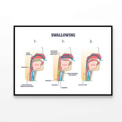 Swallowing Process Explanation Home Decor Premium Quality Poster Print Choose Your Sizes