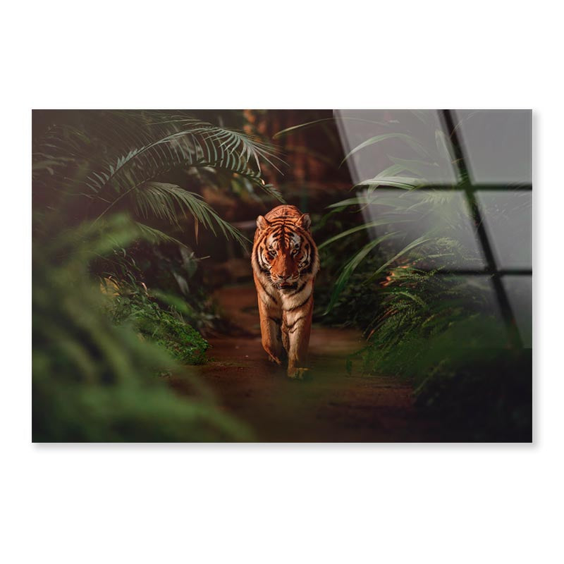 Tiger Prowling Through Dense Jungle Foliage  Acrylic Glass Print Tempered Glass Wall Art 100% Made in Australia Ready to Hang