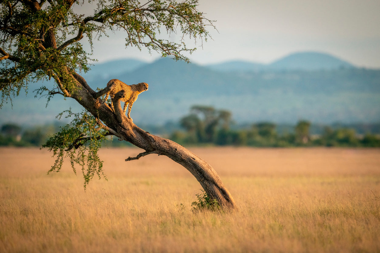 Cheetah Stands On Twisted Tree in Grassland Home Decor Premium Quality Poster Print Choose Your Sizes