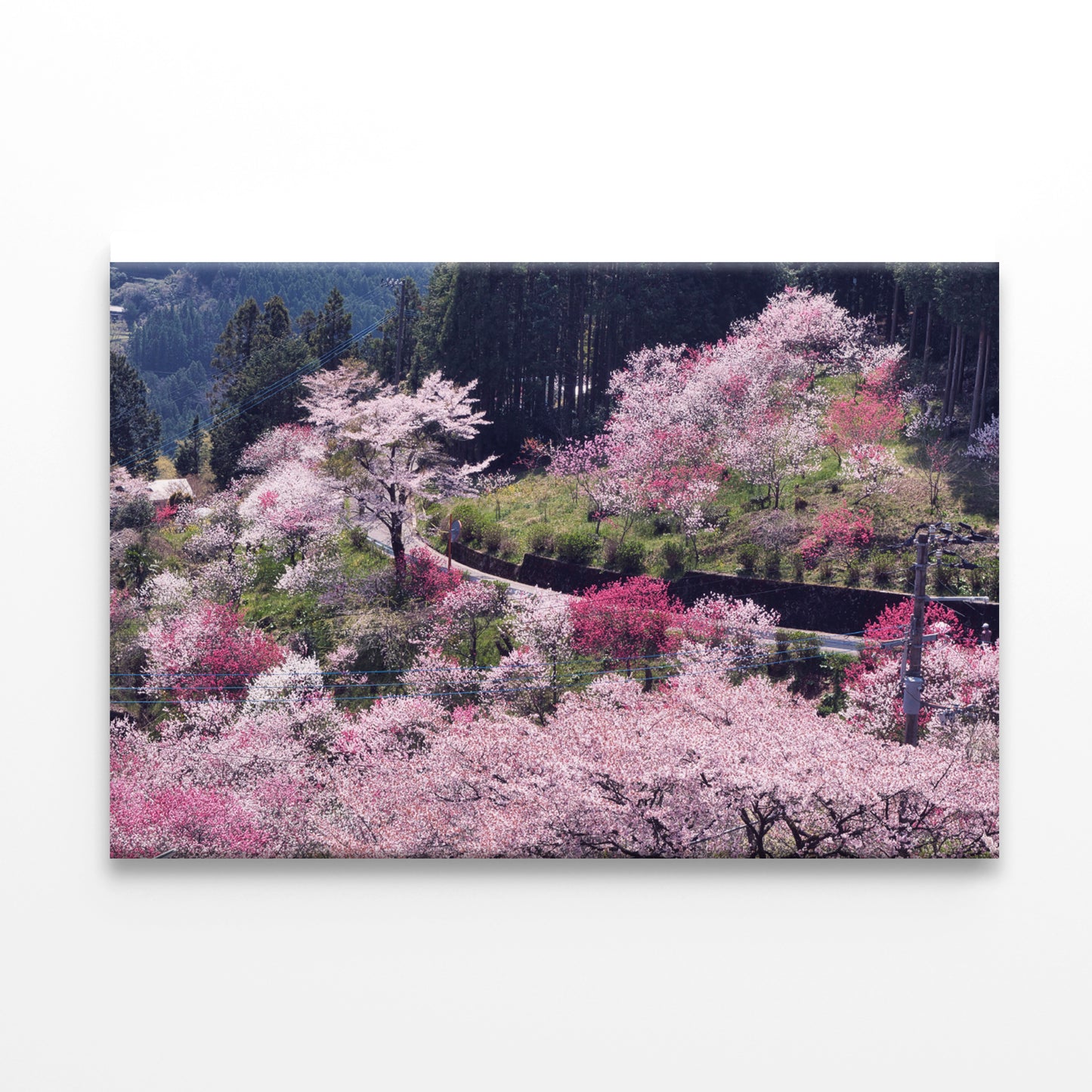 Beautiful Cherry Blossom in Japan Print 100% Australian Made - Bella Home Decor
