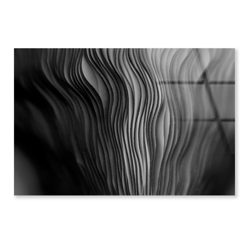 Close Up of a Black and White Photo of a Plant Acrylic Glass Print Tempered Glass Wall Art 100% Made in Australia Ready to Hang