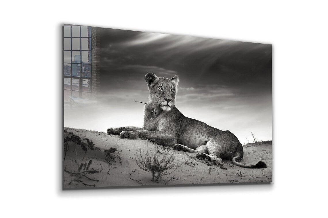 Lioness on Sand B&W UV Direct Aluminum Print Australian Made Quality