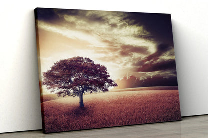 Large tree with sunset in a field UV Direct Aluminum Print Australian Made Quality