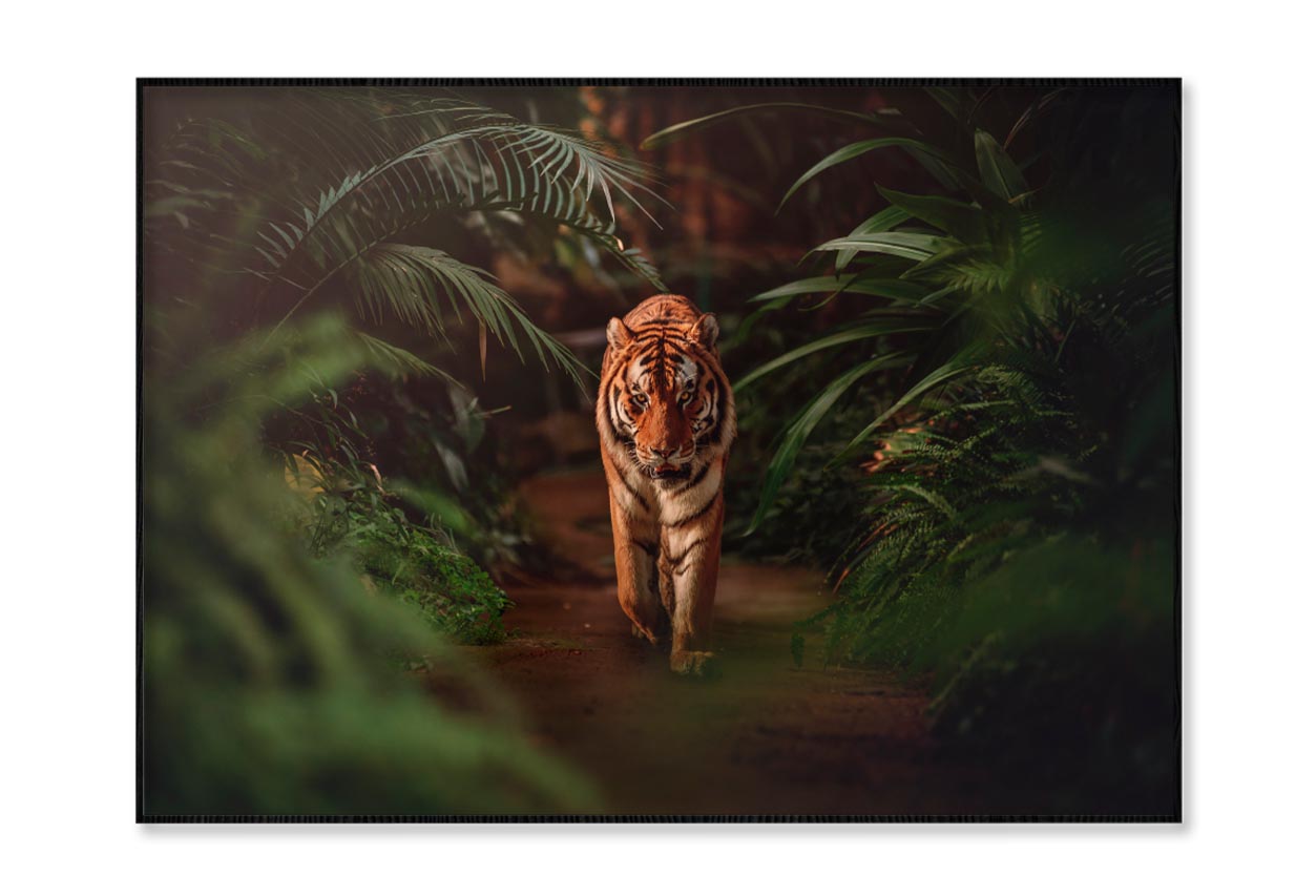 Tiger Prowling Through Dense Jungle Foliage Home Decor Premium Quality Poster Print Choose Your Sizes