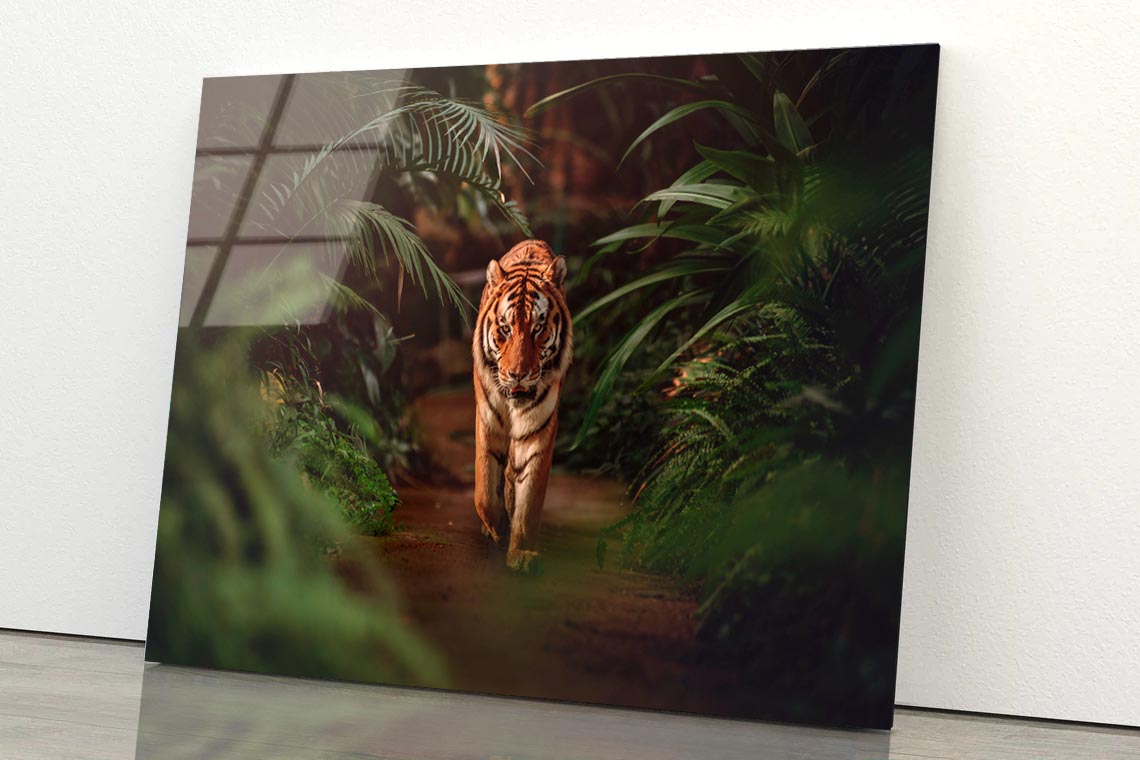 Tiger Prowling Through Dense Jungle Foliage  Acrylic Glass Print Tempered Glass Wall Art 100% Made in Australia Ready to Hang