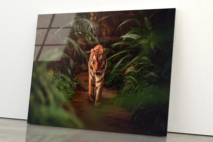 Tiger Prowling Through Dense Jungle Foliage  Acrylic Glass Print Tempered Glass Wall Art 100% Made in Australia Ready to Hang