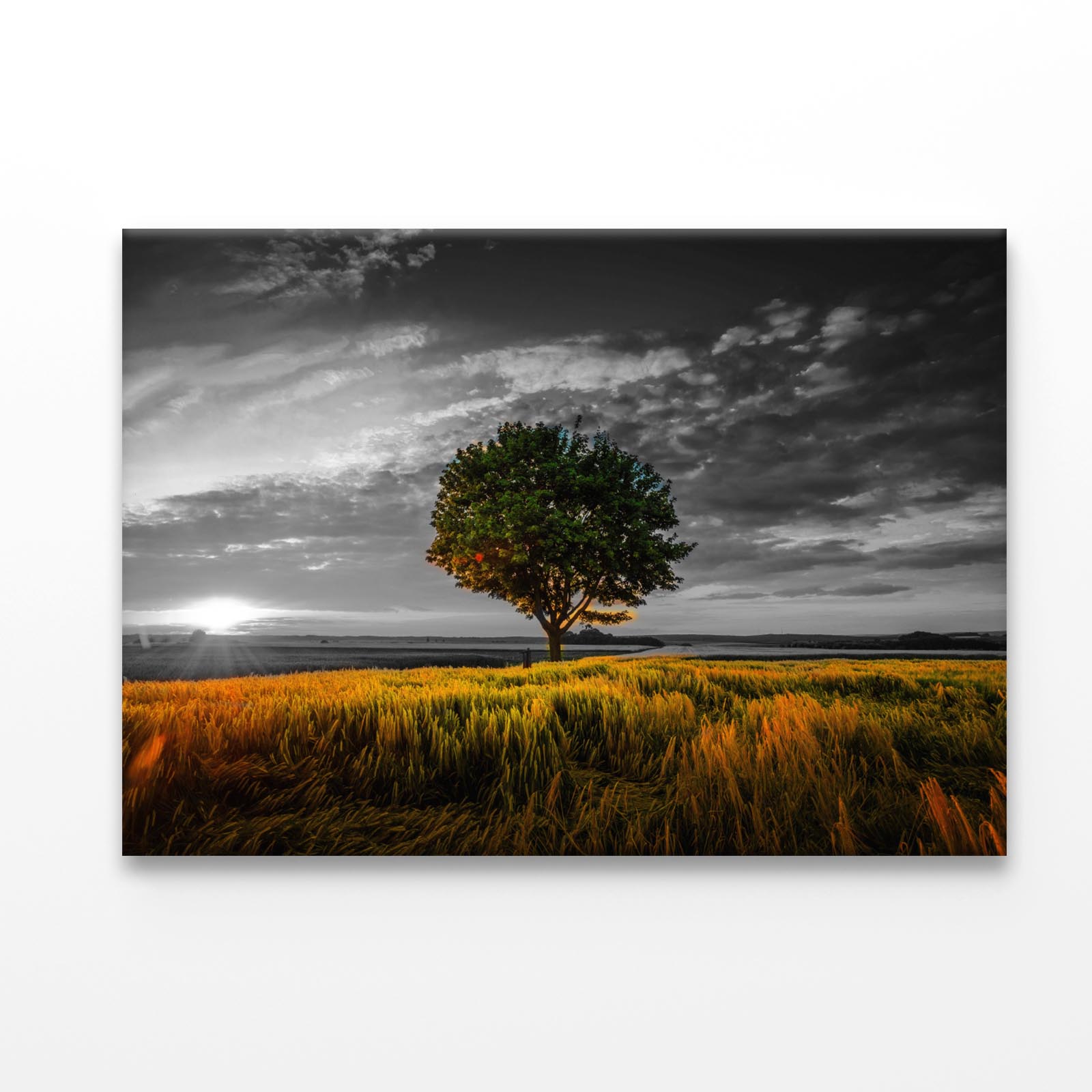 B&W Tree with Sunset Meadow Acrylic Glass Print Tempered Glass Wall Art 100% Made in Australia Ready to Hang