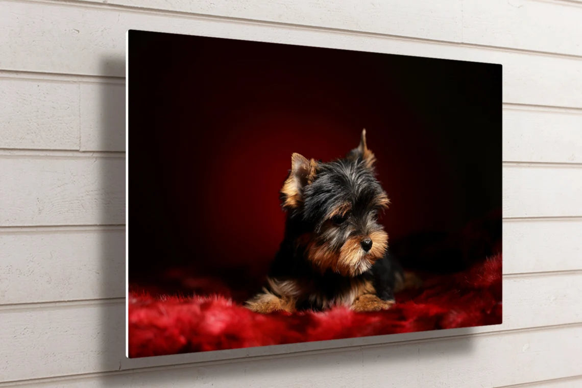 Yorkshire Terrier UV Direct Aluminum Print Australian Made Quality