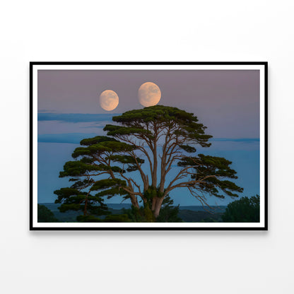 A Tree with the Moon in the Background Home Decor Premium Quality Poster Print Choose Your Sizes - Bella Home Decor