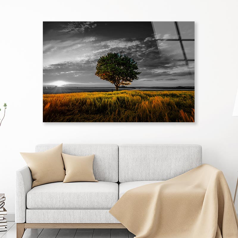 B&W Tree with Sunset Meadow Acrylic Glass Print Tempered Glass Wall Art 100% Made in Australia Ready to Hang