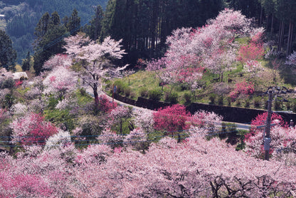 Beautiful Cherry Blossom in Japan Print 100% Australian Made - Bella Home Decor