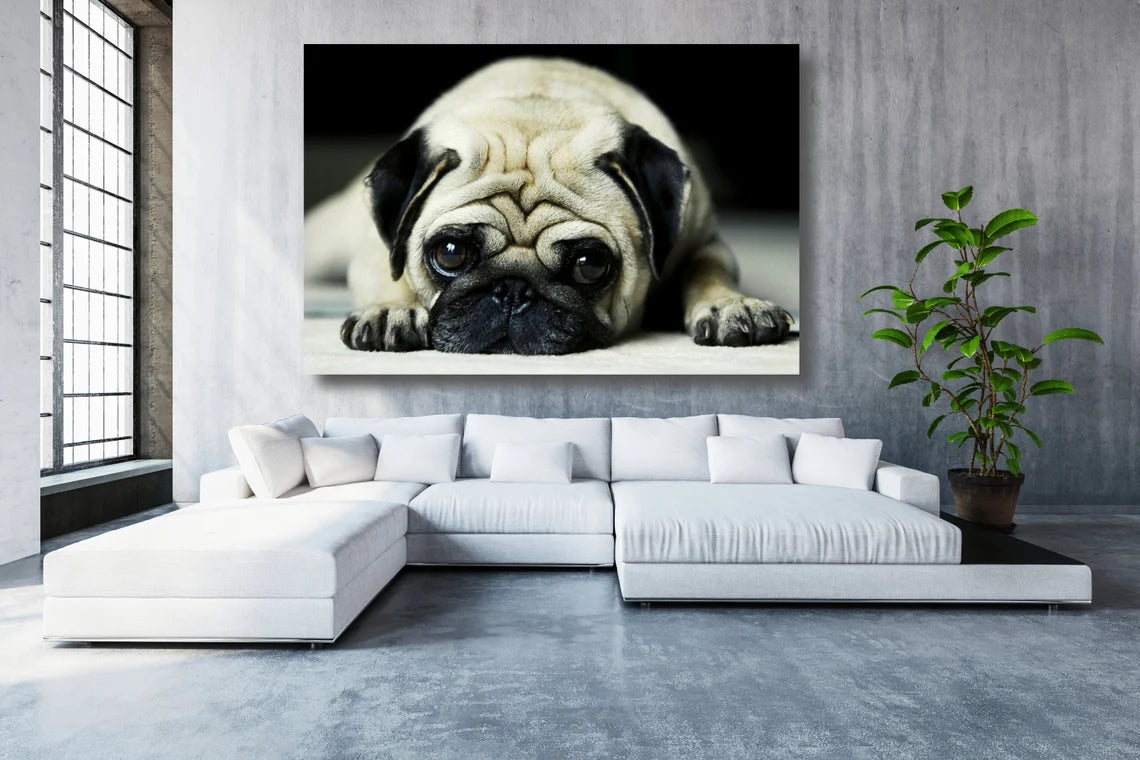 Pug Dog Wall Art UV Direct Aluminum Print Australian Made Quality