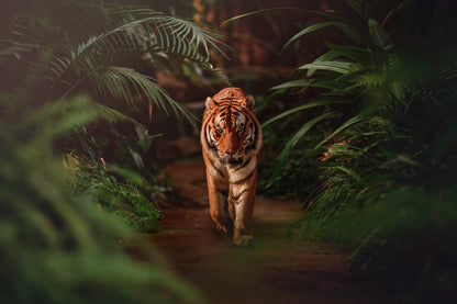 Tiger Prowling Through Dense Jungle Foliage Home Decor Premium Quality Poster Print Choose Your Sizes