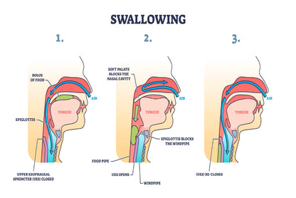 Swallowing Process Explanation Home Decor Premium Quality Poster Print Choose Your Sizes