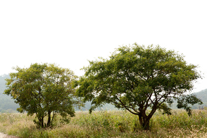 A Couple of Trees in the Grasslands under Sky Print 100% Australian Made