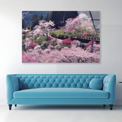 Beautiful Cherry Blossom in Japan Acrylic Glass Print Tempered Glass Wall Art 100% Made in Australia Ready to Hang - Bella Home Decor