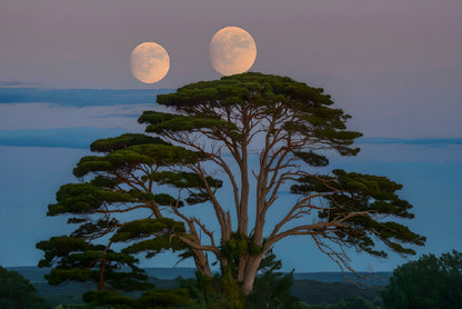 A Tree with the Moon in the Background Home Decor Premium Quality Poster Print Choose Your Sizes - Bella Home Decor
