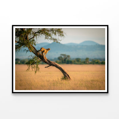 Cheetah Stands On Twisted Tree in Grassland Home Decor Premium Quality Poster Print Choose Your Sizes